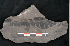 Foto (Detailansicht) von Plantae indet.  (NHMW-GEO-2024-0188-11389)
